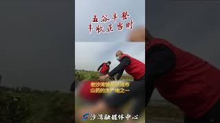 五谷丰登，丰收正当时#丰收 @抖音小助手