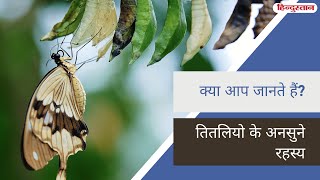 तितलियों के अनसुने रहस्य | Hidden Facts of Butterflies | क्या आप जानते है?