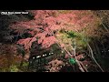 滋賀「石山寺 あたら夜もみじ～光溢れる錦秋の絶景～」