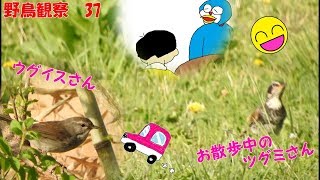 【野鳥観察　３７】ウグイスさんと、お散歩中のツグミさん