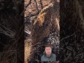 leopard attacks porcupine and regrets it