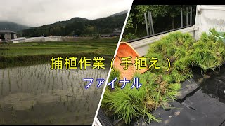 補植作業ファイナル【田んぼ】