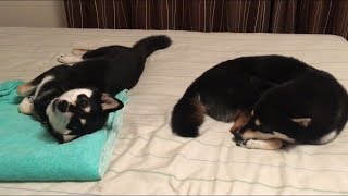 ひとり遊びが何ともかわいい黒柴犬の双子姉妹の妹ひな