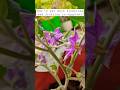 How to get more fruiting in eggplant / soil mix #shorts #youtubeshorts