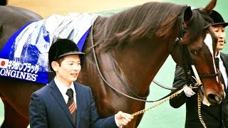 2016.11.27ジャパンカップ①③パドック①＠東京競馬場