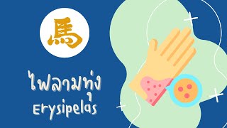 มาเจียคลินิก : โรคไฟลามทุ่ง l Majia Clinic : Erysipelas