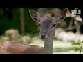 estÔnia selvagem guardiões do equilíbrio natural documentário completo