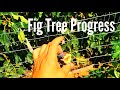 Fig Tree Progress 08-09-15 Update (High Density Espalier Gardener)