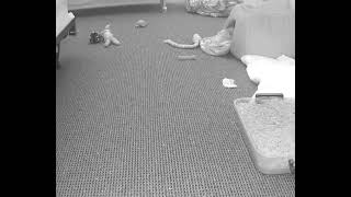 Object manifesting out of thin air opposite of the “Disappearing Object Phenomenon” (D.O.P.)