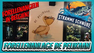 Forellenangeln bei de Pelikaan (Belgien) | Stramme Schnüre | Folge 024