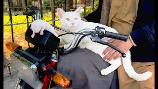 A mother cat jumped on my bike with kitten and asked me to take home : Unbelievable Rescue story