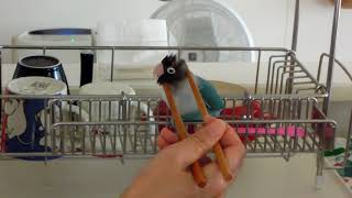 masked lovebird　ボタンインコ　don　18.8.27