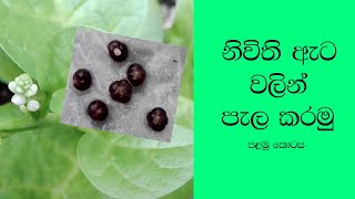 නිවිති ඇට වලින් පැලකරමු | Growing Spinach Seeds