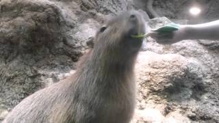 カピバラのかーたん食事ガイド(海遊館)