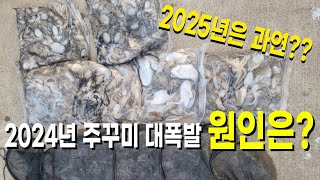 2024년 쭈꾸미낚시의 양상을 알아야 2025년이 보입니다!! feat. 돌문어낚시