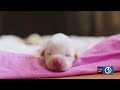 Video: BBB warns of the 