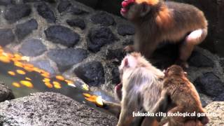 【HD】サル山にゆず湯が登場-ニホンザルのスポットガイド＠福岡市動物園/13-12-22-001