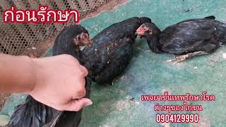 ไก่ติดเชื้อขาอ่อน เสีย​เส้น คอตก ช่วงนี้เป็นกันเยอะจริงๆค่ะ เคสนี้ขั้นเทพรักษาทันคะ