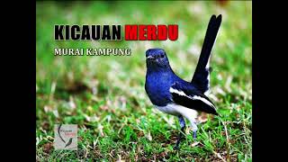 KICAUAN MEMIKAT BURUNG MURAI KAMPUNG 30 minit