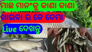 Fish eating time live watch, ମାଛ ମାନଙ୍କ ଖାଇବା ସମୀୟା//@PFarming12#agriculture #fishing#fishfarming