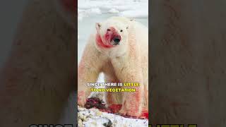 Polar Bear | Terror Of The Ice