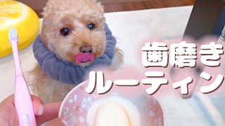 トイプードル4歳の食後の歯磨き習慣【歯磨きルーティン】【トイプードルのアルちゃん】