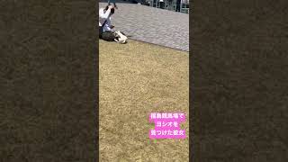 競馬場デート。ヨシオ発見。#競馬  #ウマジョ #umajo #カップル  #ヨシオ　#ショート #short #ショート動画 #youtubeshorts #shortvideo #shorts