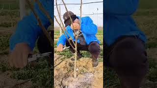 How to prune baby apple 🍎 tree #farming #pruning #satisfying #shorts