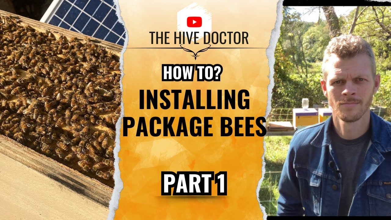 Installing Package Bees Part 1//Package Bee Installation//3 Pound ...