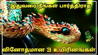 இதுவரை நீங்கள் பார்த்திராத விசித்திரமான மூன்று உயிரினங்கள் | Unseen Amazing Animals |தமிழ்| I 4 Info