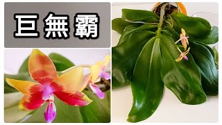 到手一棵巨無霸蝴蝶蘭，帶著又美又香的花朵，怎麼處理18/9/2023