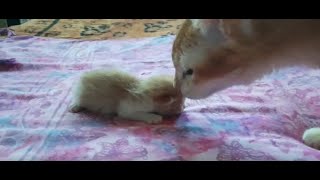 Baby Kitten Meets Old Cat (Bayi Kucing bertemu kucing tua)