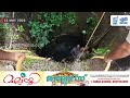 കാഞ്ഞിരക്കോട് കിഴക്കേക്കര ചാലക്കൽ റോഡിൽ അൾ മറയില്ലാത്ത കിണറ്റിലകപ്പെട്ട രണ്ട് പേരെ...