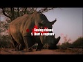 Saving Rhinos Part 1 -  Dart & capture