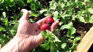 7 Tips for Growing Large Radishes and Fewer Green Leaves: Fertilizing, Spacing, Watering \u0026 More!