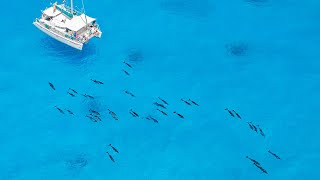 Wild Dolphins of the Bahamas - Above and Below!