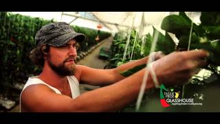 Kapiris Bros (KB) - Australian Tomato and Capsicum growers