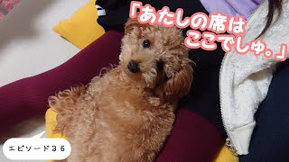 【何度でも膝の上に乗ってくるワンコ☆】　１歳２ヶ月　トイプードルのらら♪