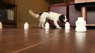 Diabetic Alert Dog - Scent Discrimination Training - Beni