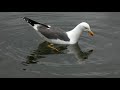 young herring gull diving mp4