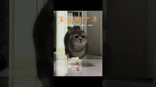 猫猫我呀飞起来咯 谁还没有弹跳立体小猫咪 萌宠出道计划 署前街少年萌宠版 磁悬浮小猫