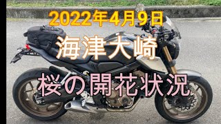 2022年　4月9日　海津大崎の桜の開花状況