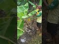 Pencegahan Fusarium pada pisang