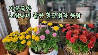 🍂쭌이의 베란다정원에 국화와 용담노란나비를 닮은 황호접을새로 들였답니다