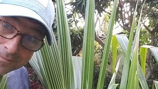 Growing Dwarf Coconuts, The How And Why