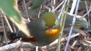 Red-billed leiothrix, ソウシチョウ