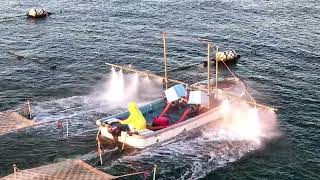 明石の浮き流し式 海苔養殖 (あまり知られていない海上作業) 育苗 (干出、網洗い作業) Part 29 (2024年11月13日 6:39-8:17 , 14:06-14:15)