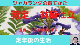 退職後花市場に行く事が多く成りました、色んな植物の鉢植付けを勉強中です。散歩中も色んな植物に興味が出て楽しいです。　　　　　　　　　　　　#ジャカランダ　#ブーゲンビリア　#熱帯植物　　　　　　　　　