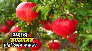 ৭০০ গ্রাম ওজনের আনার থেকে চারা তৈরি করার সহজ পদ্ধতি । Shobujer Angina ☘️