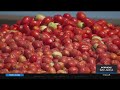 Drought: Company creates procedure to convert tomatoes into drinking water